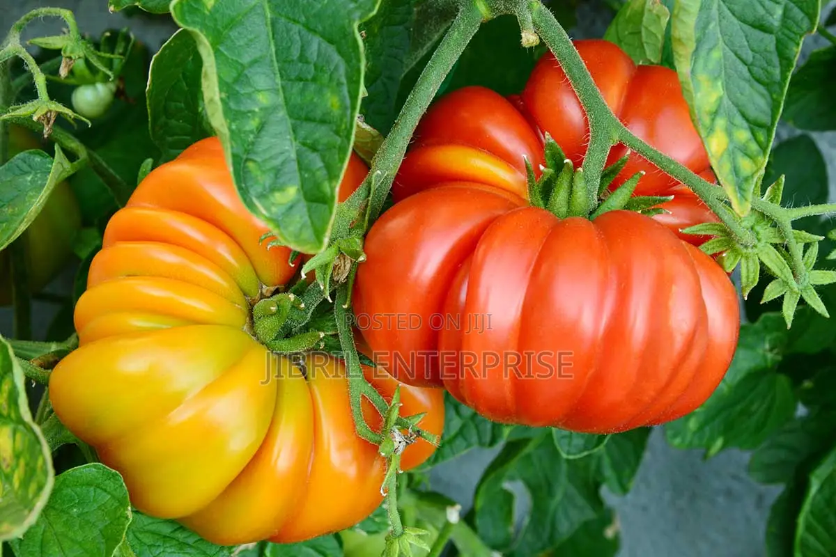 Certified Large Ribbed Tomato Seeds, High Yielding Variety