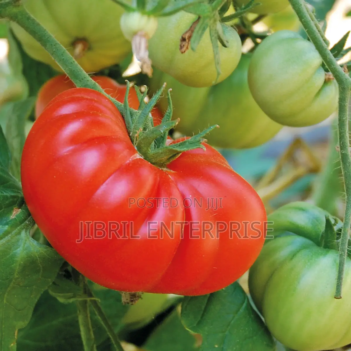Certified Large Ribbed Tomato Seeds, High Yielding Variety
