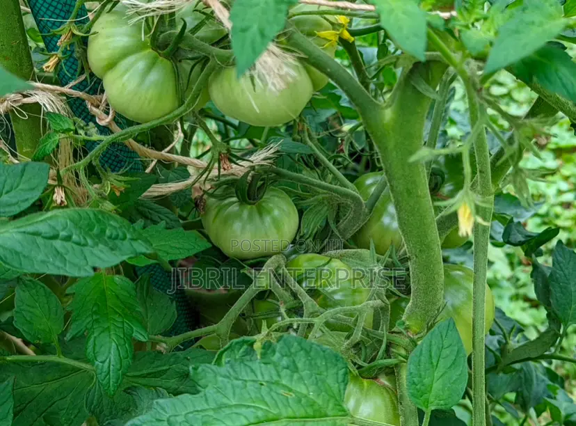 Certified Large Ribbed Tomato Seeds, High Yielding Variety