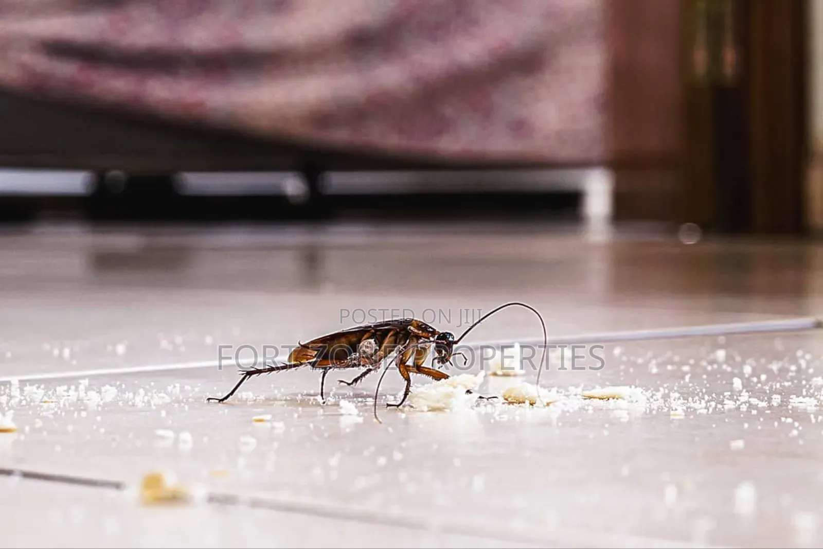 Are You Bothered With Cockroaches,Snakes,Ants Etc