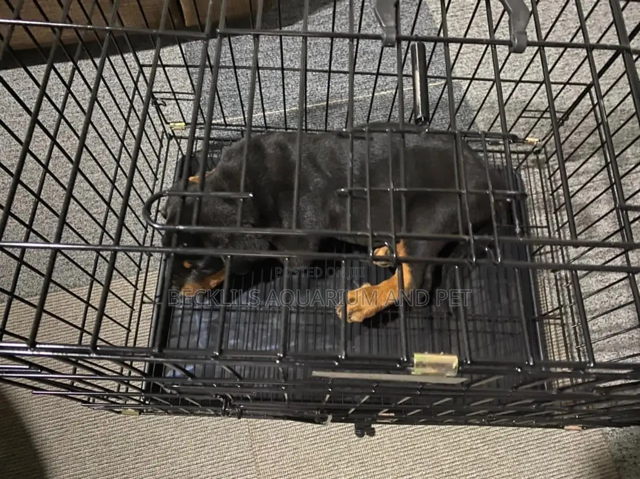 Puppy And Dog Cages