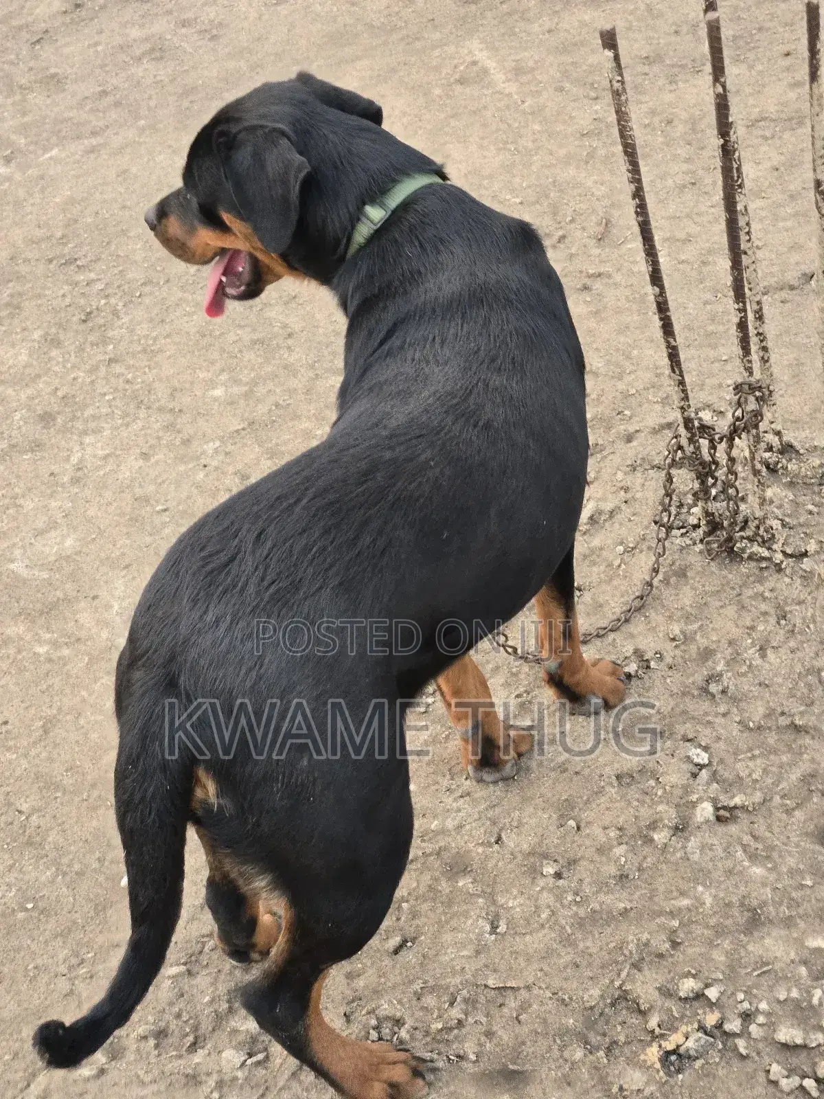 3-6 months Female Purebred Rottweiler