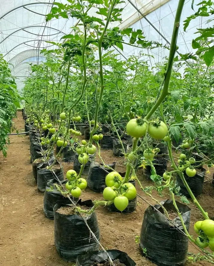 Vegetables Greenhouse