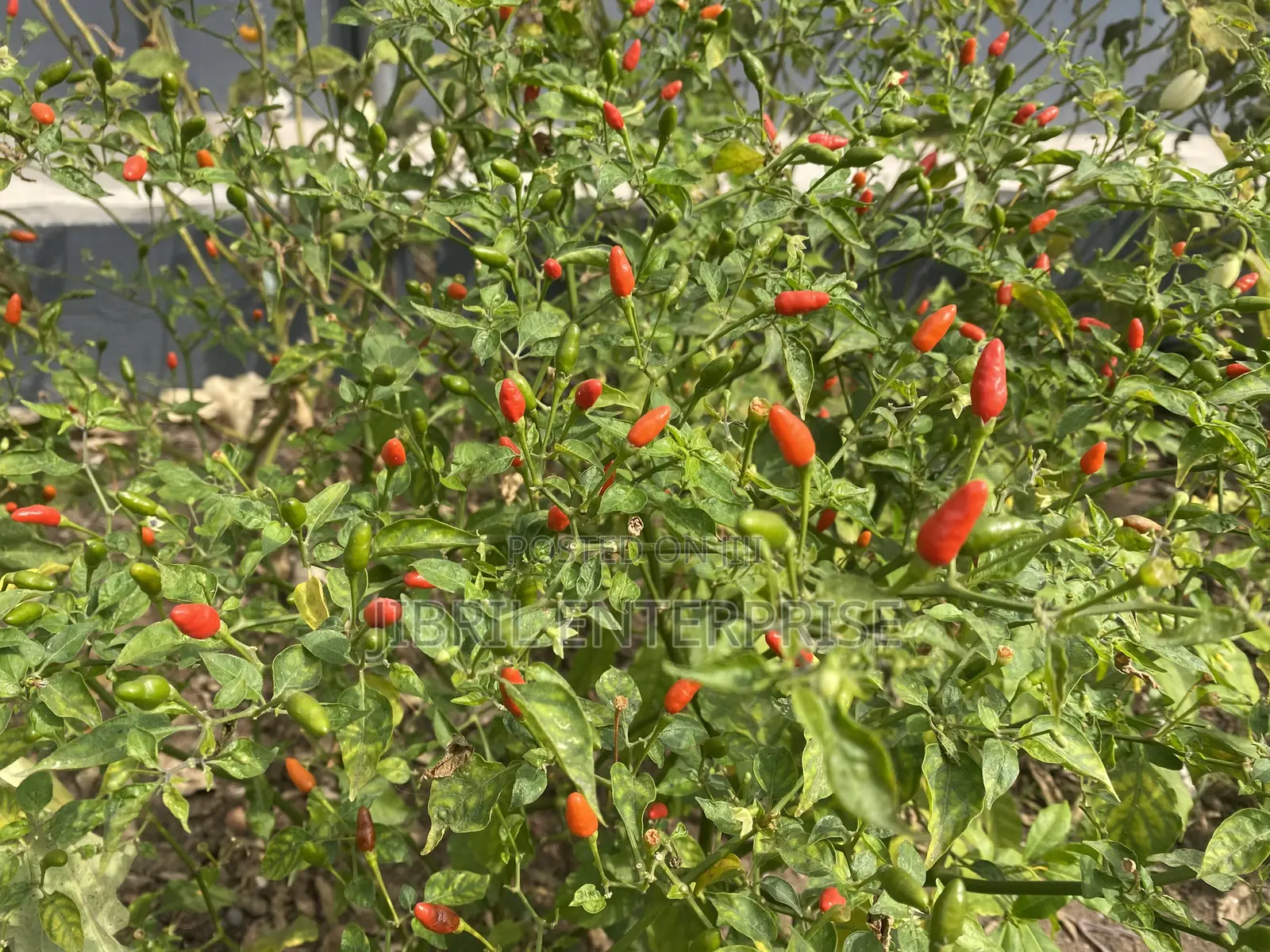 Pea Bird Eye Pepper