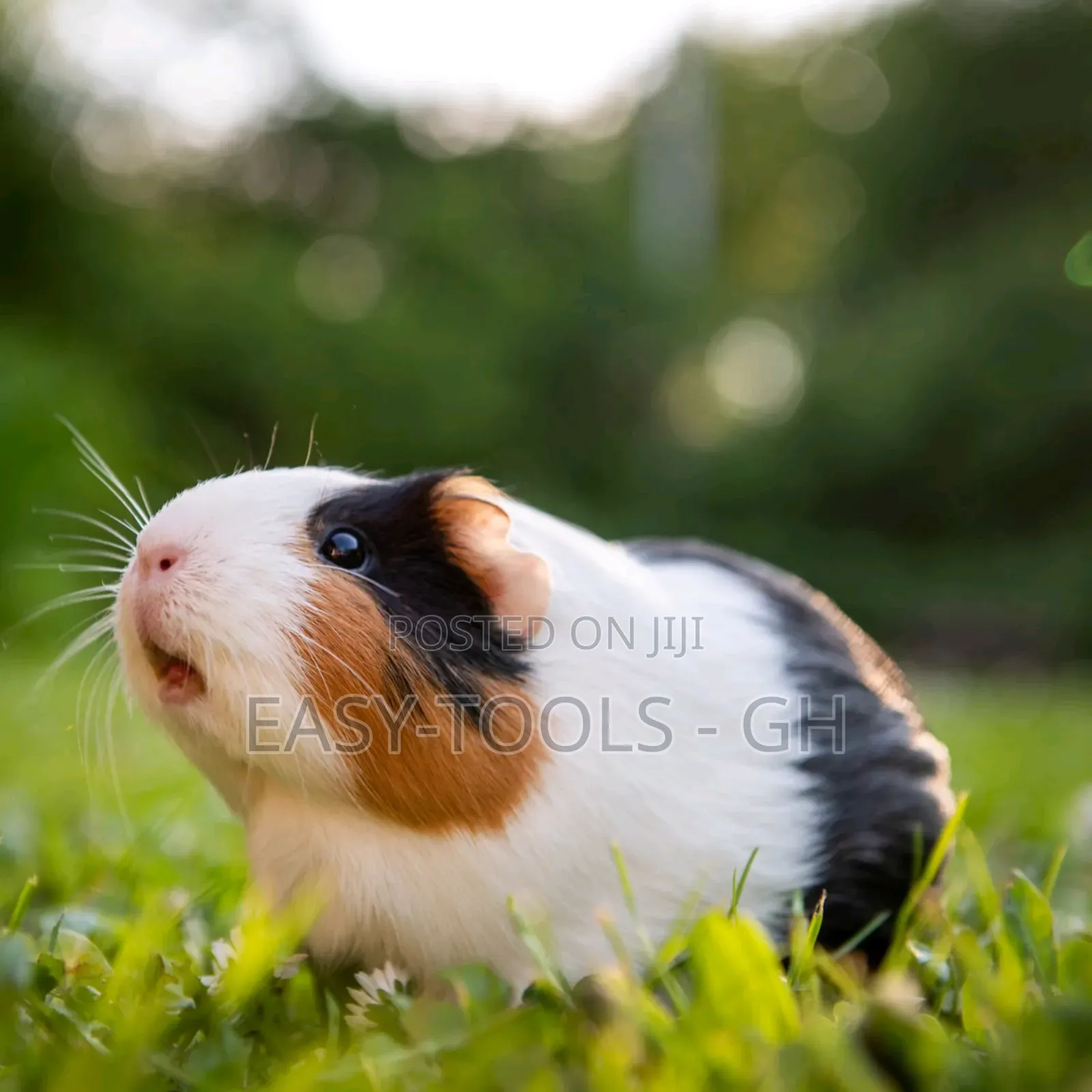 Guinea Pigs _ ( PLEASE READ DESCRIPTION )