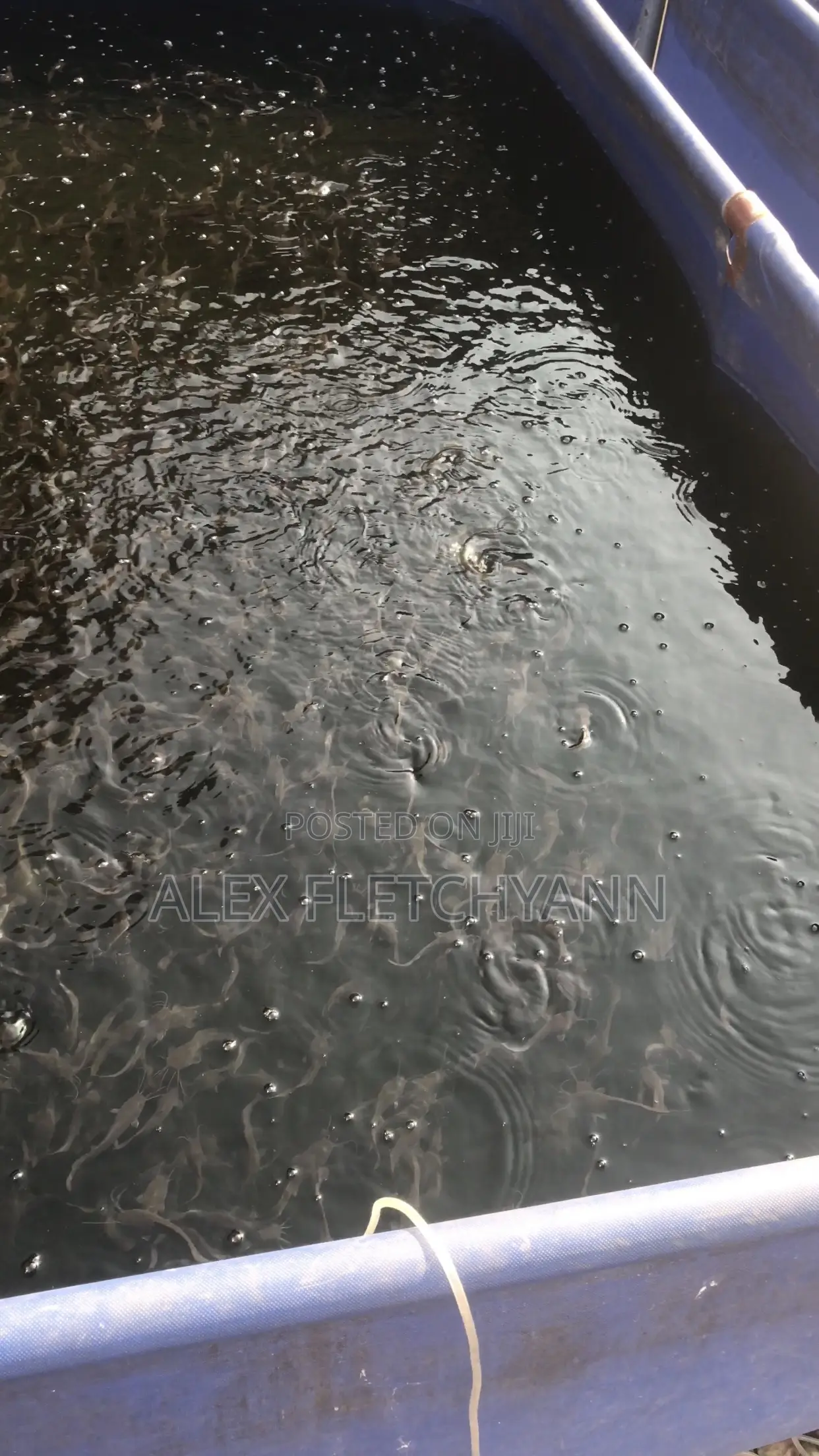 Active Catfish Juveniles for Sale