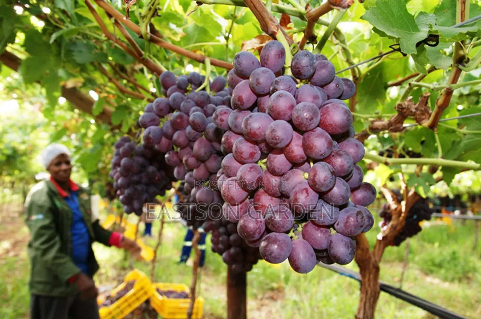 Exotic Grapes Seedlings