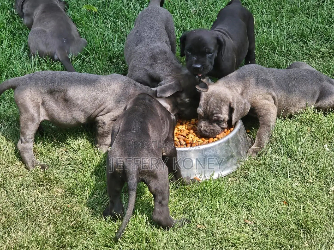 1-3 months Female Purebred Cane Corso