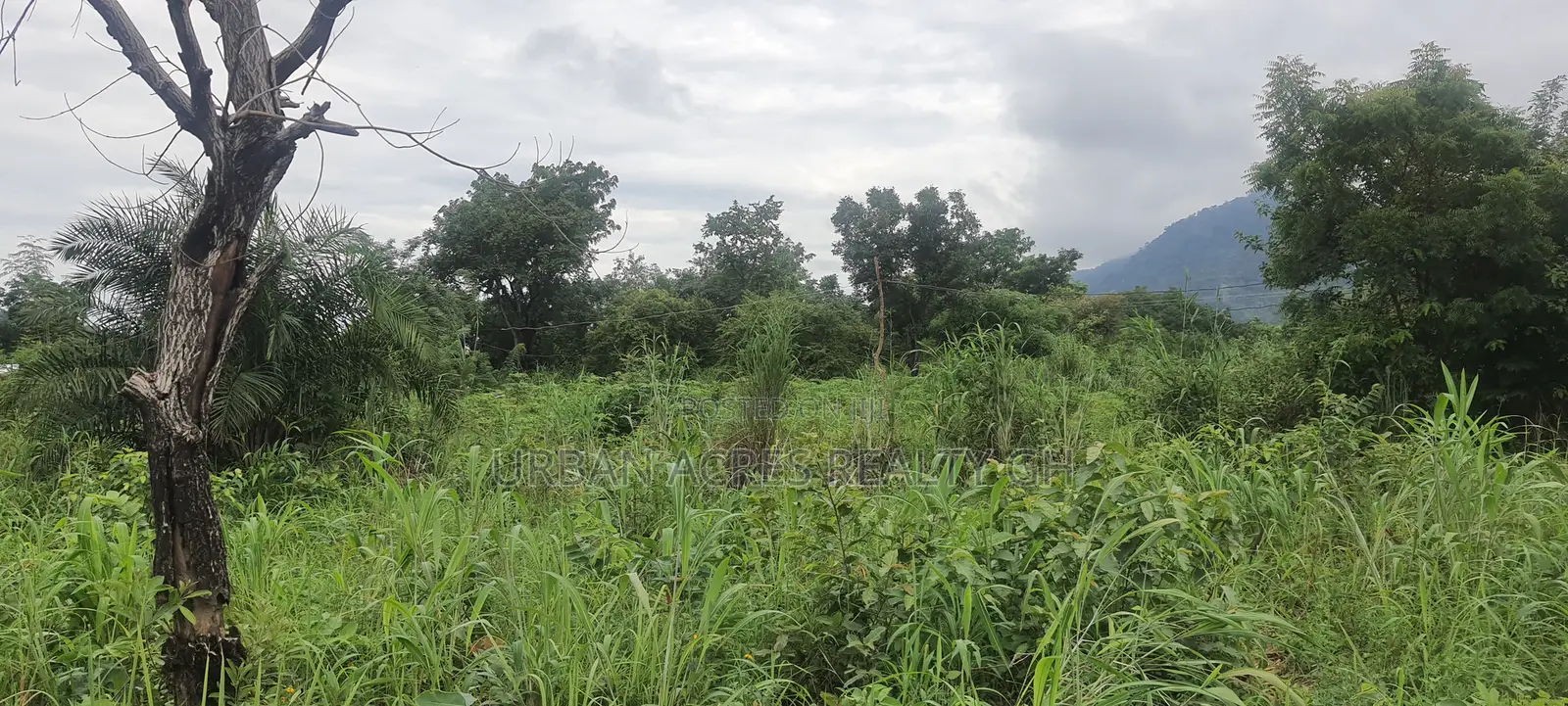Volta Region, (Ho West) _ 100+ Acres Mixed Farmland