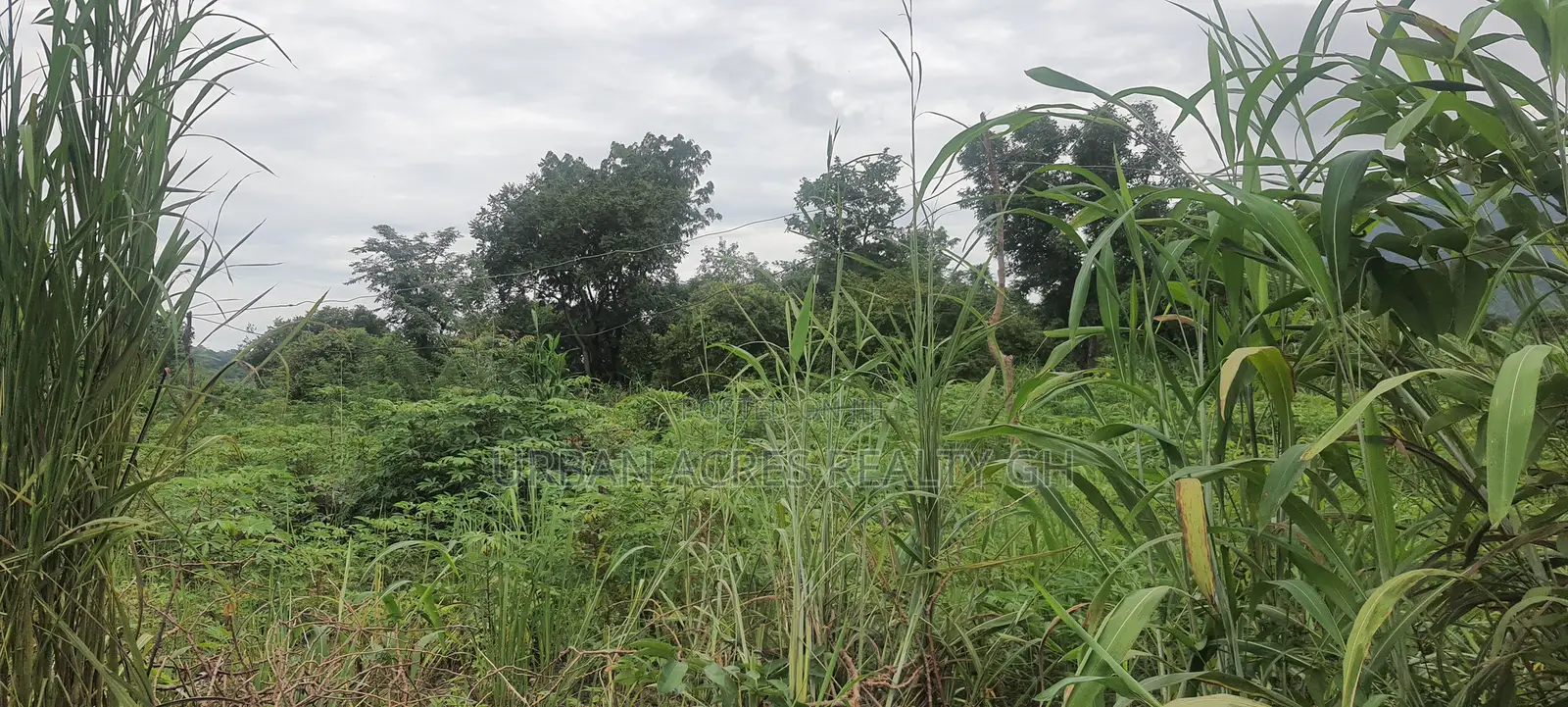 Volta Region, (Ho West) _ 100+ Acres Mixed Farmland