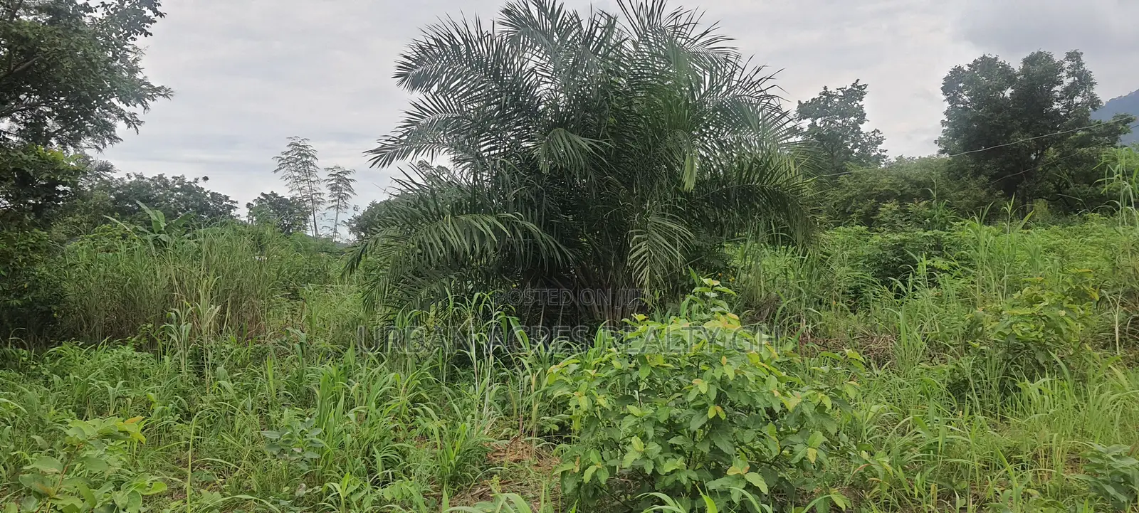Volta Region, (Ho West) _ 100+ Acres Mixed Farmland