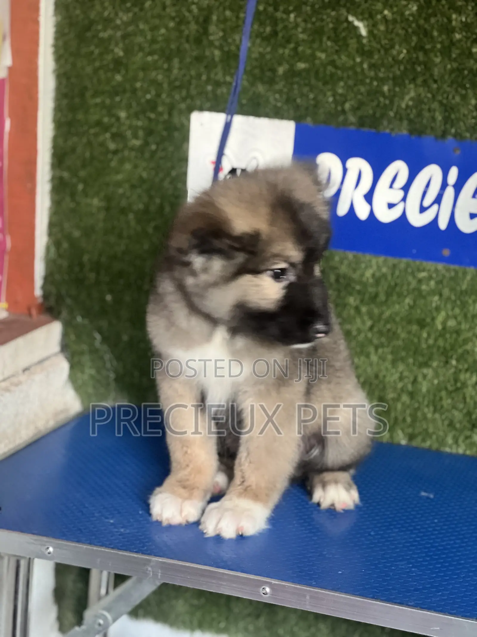 1-3 months Female Purebred Caucasian Shepherd