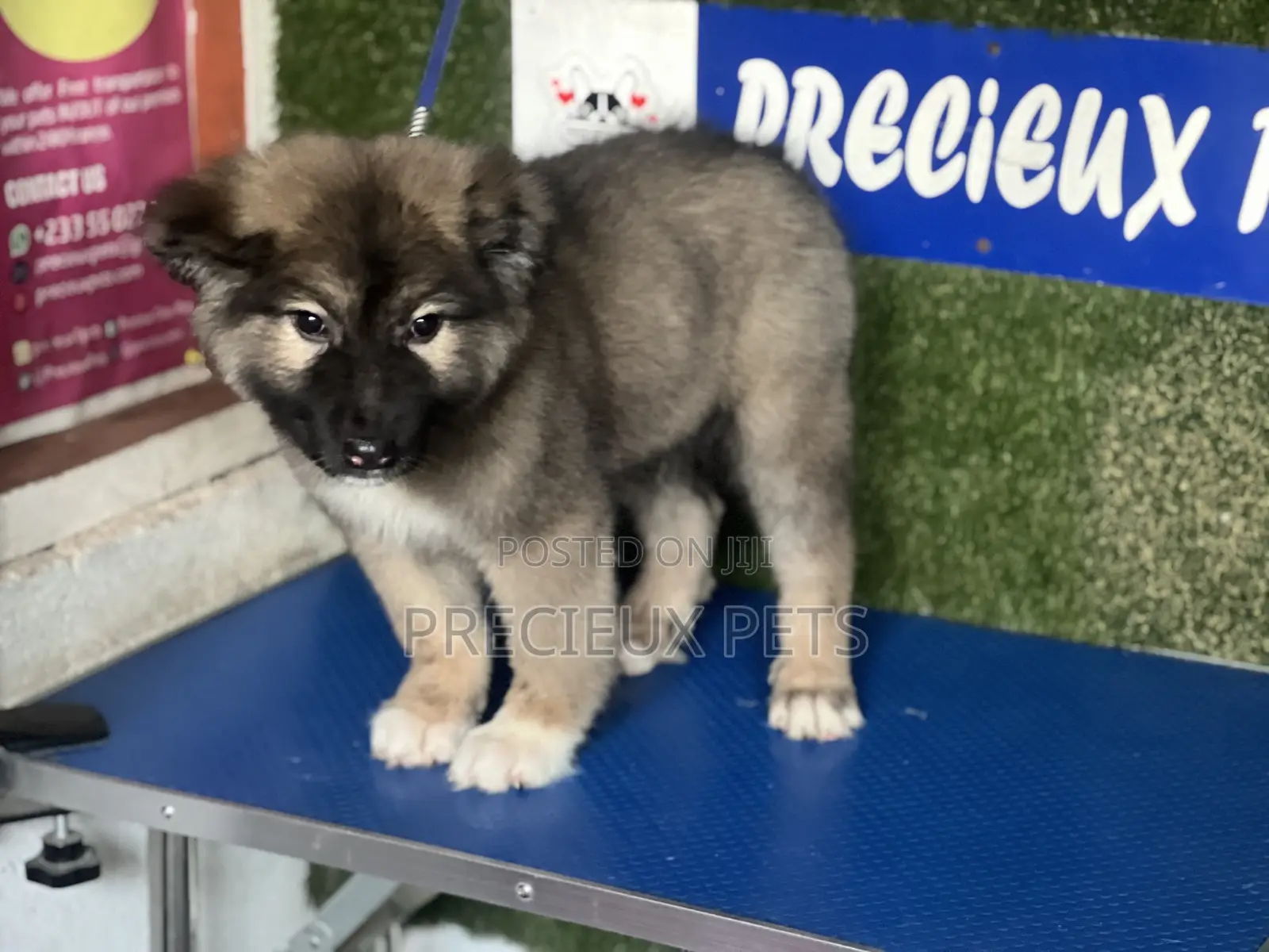 1-3 months Female Purebred Caucasian Shepherd