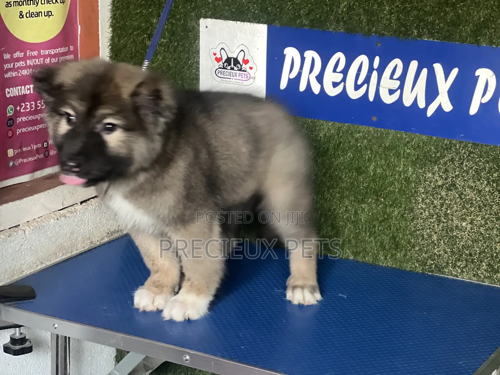1-3 months Female Purebred Caucasian Shepherd