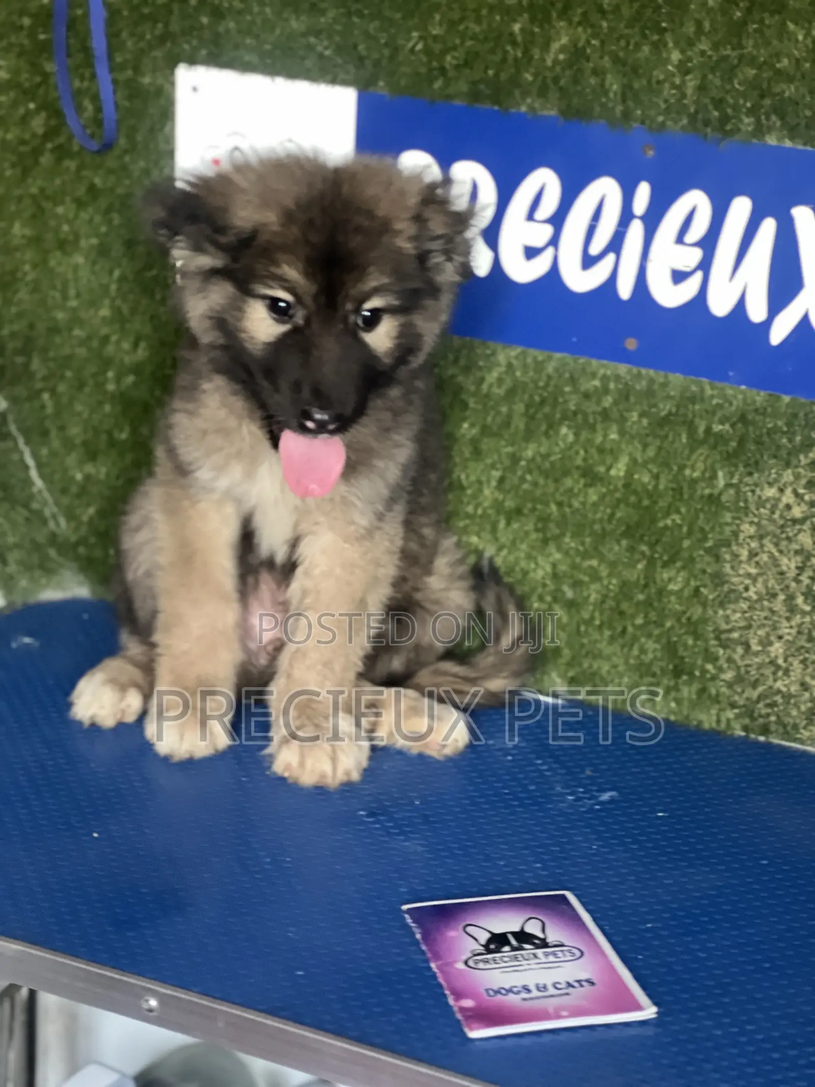 1-3 months Female Purebred Caucasian Shepherd