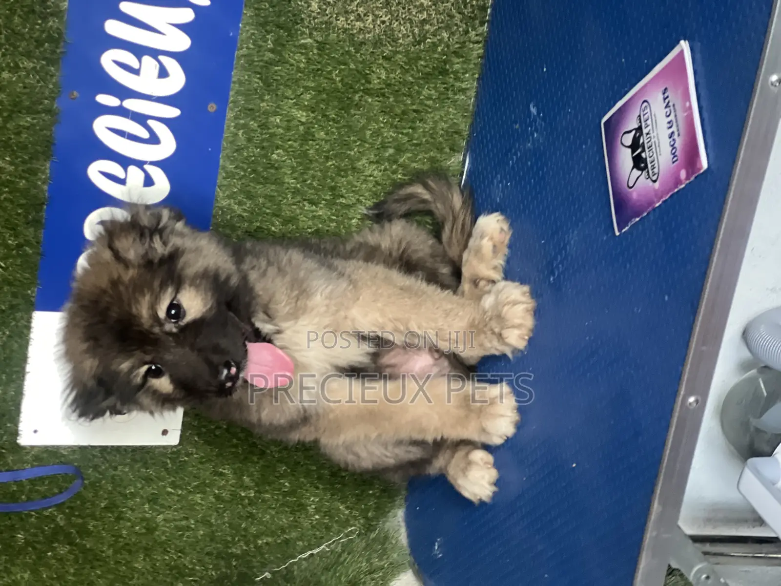 1-3 months Female Purebred Caucasian Shepherd