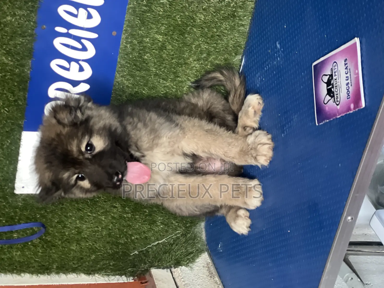 1-3 months Female Purebred Caucasian Shepherd