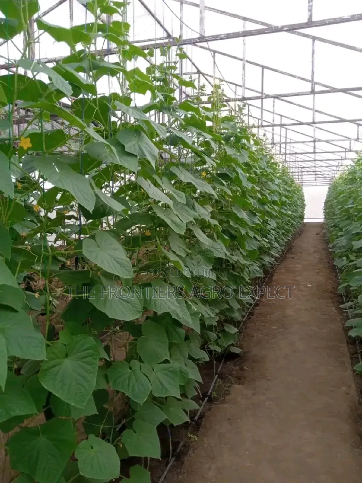 Commercial Greenhouse