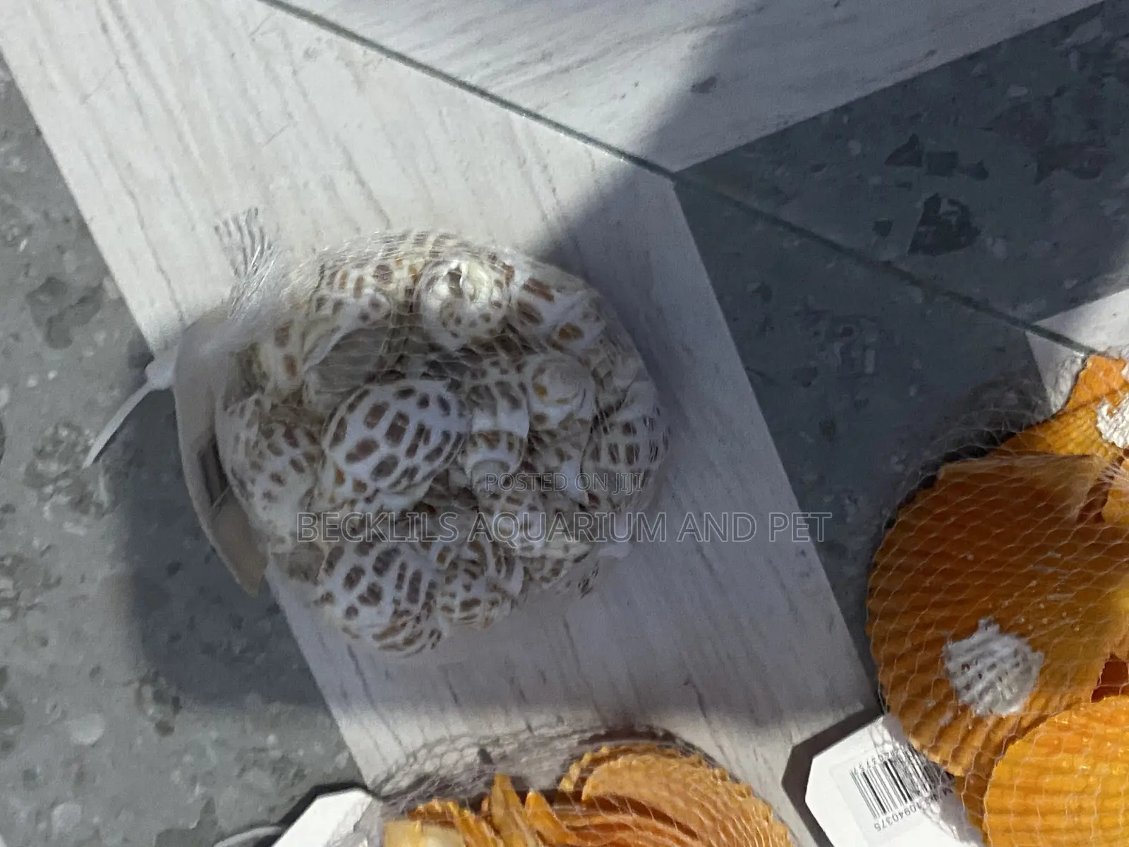 Shells for Aquarium