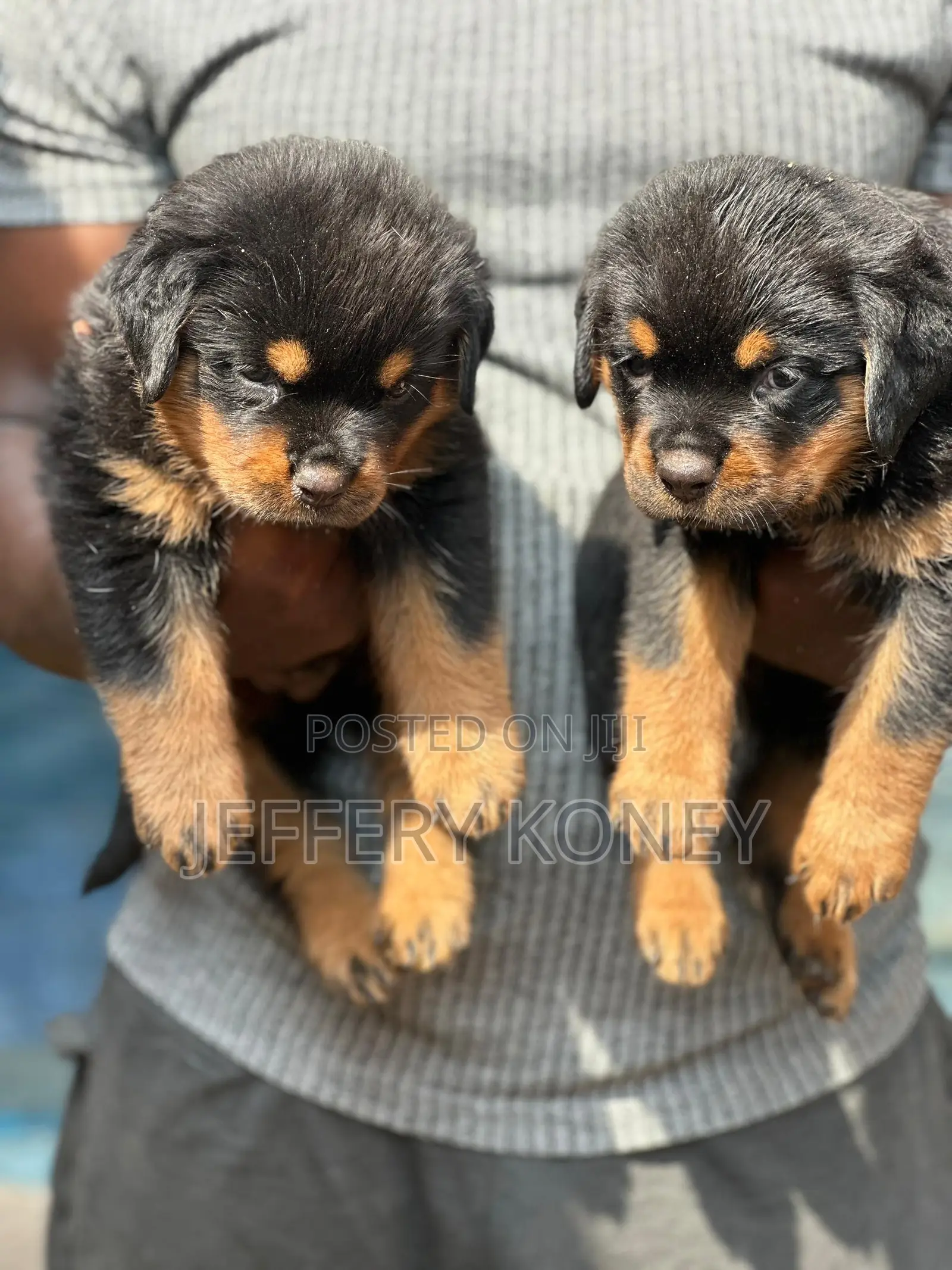 1-3 months Female Purebred Rottweiler