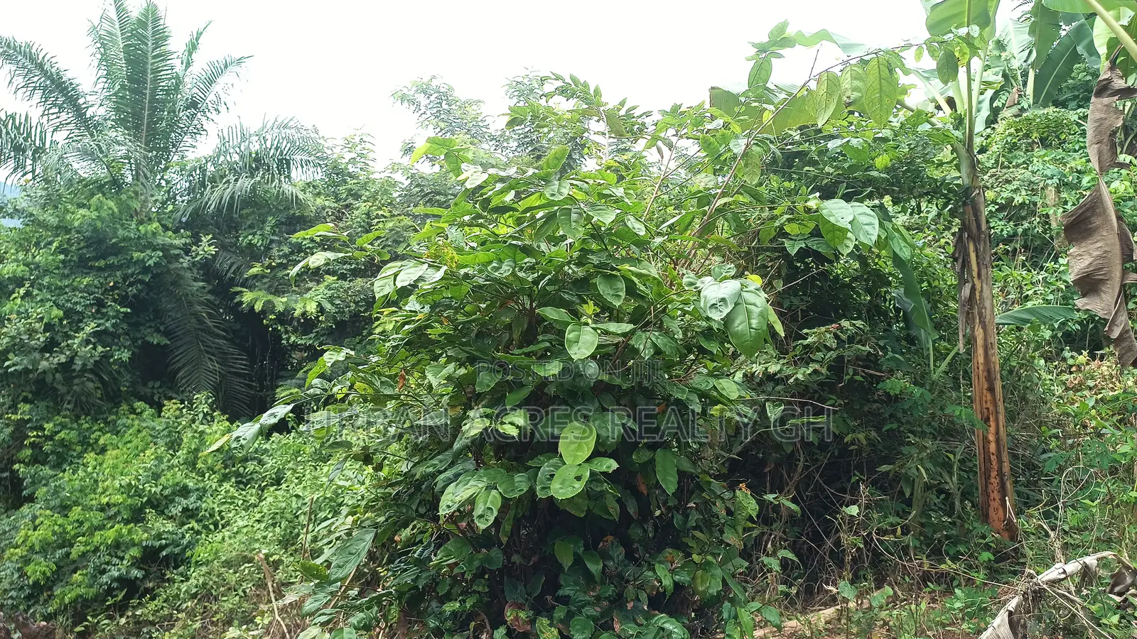 Oti Region - (Dan) _ 600+ Acres Crop Farmland