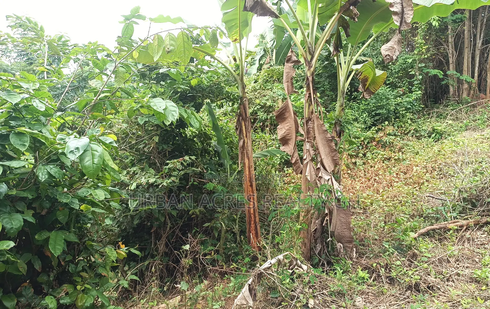 Oti Region - (Dan) _ 600+ Acres Crop Farmland