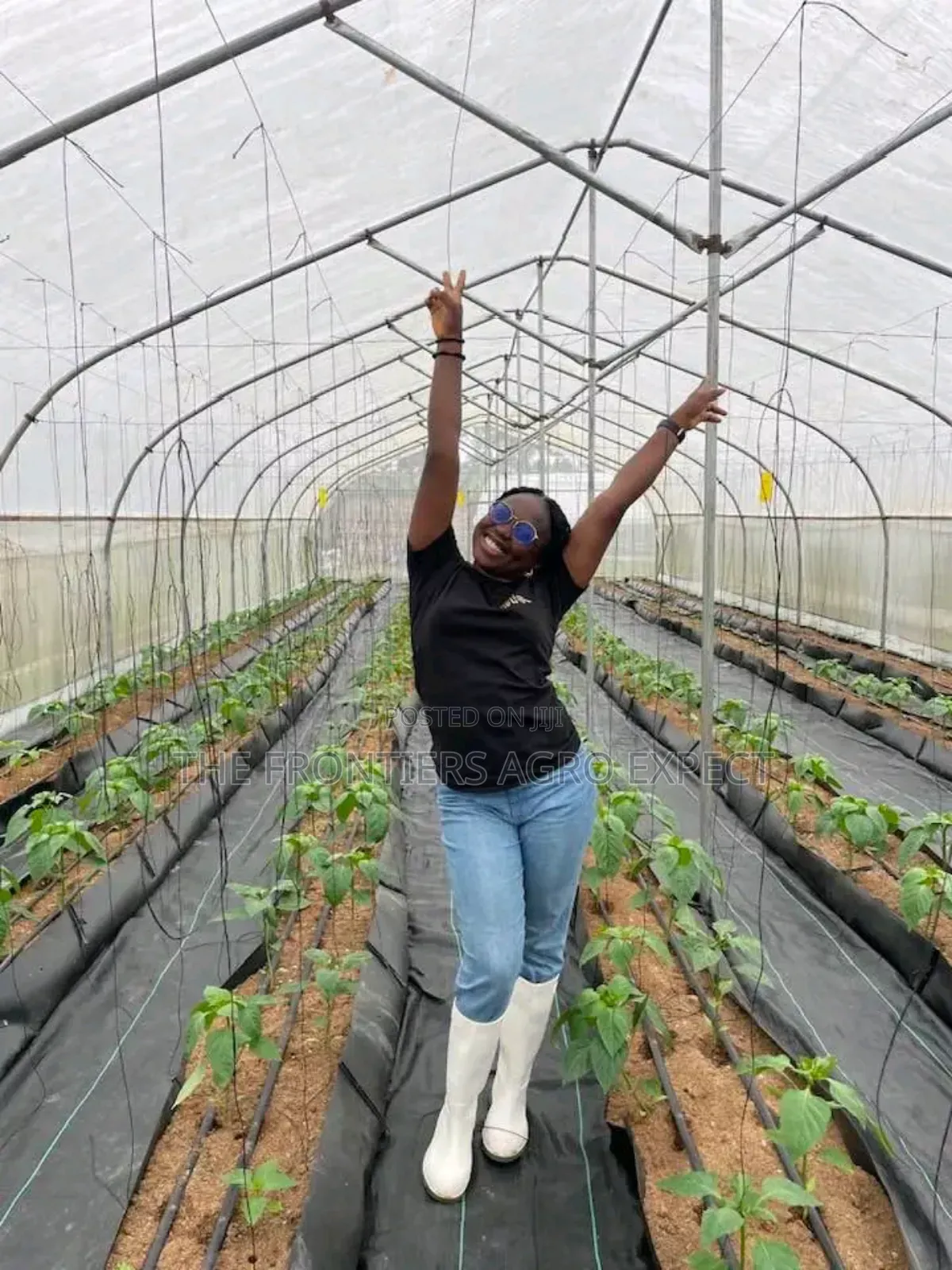 Commercial Greenhouse Farm
