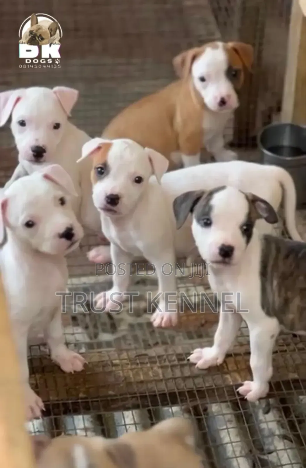 1-3 months Female Purebred American Pit Bull Terrier