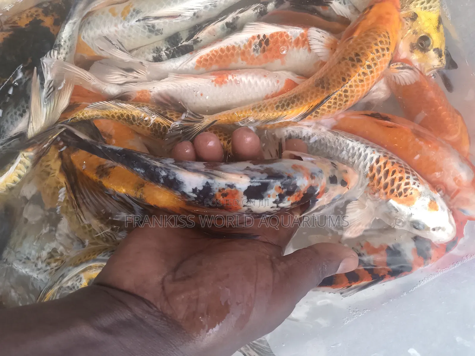 Koi Fishes