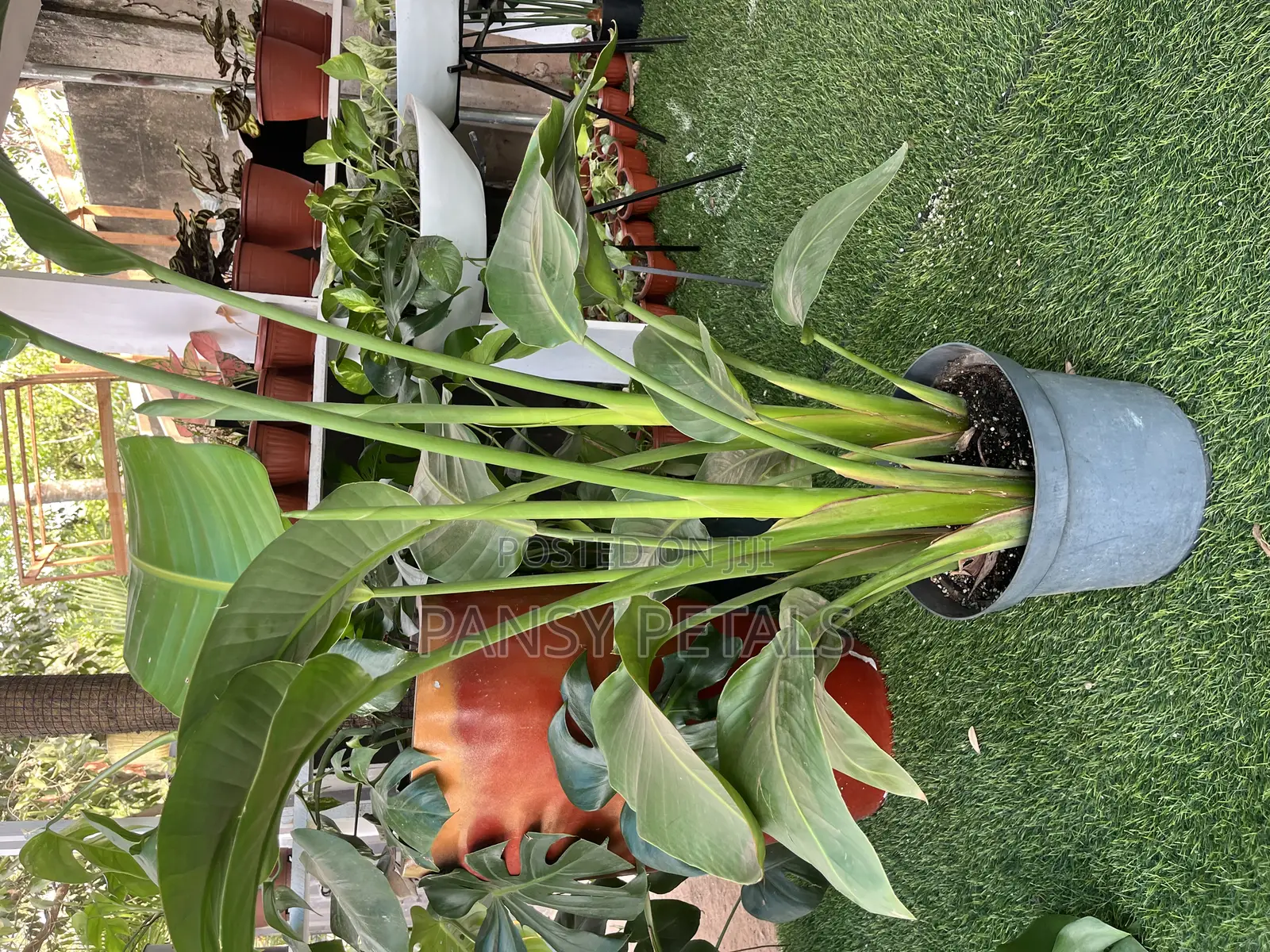 Bird of Paradise for Sale