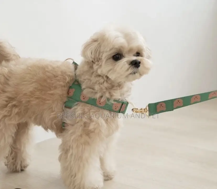 Harness With Leash For Small Dogs