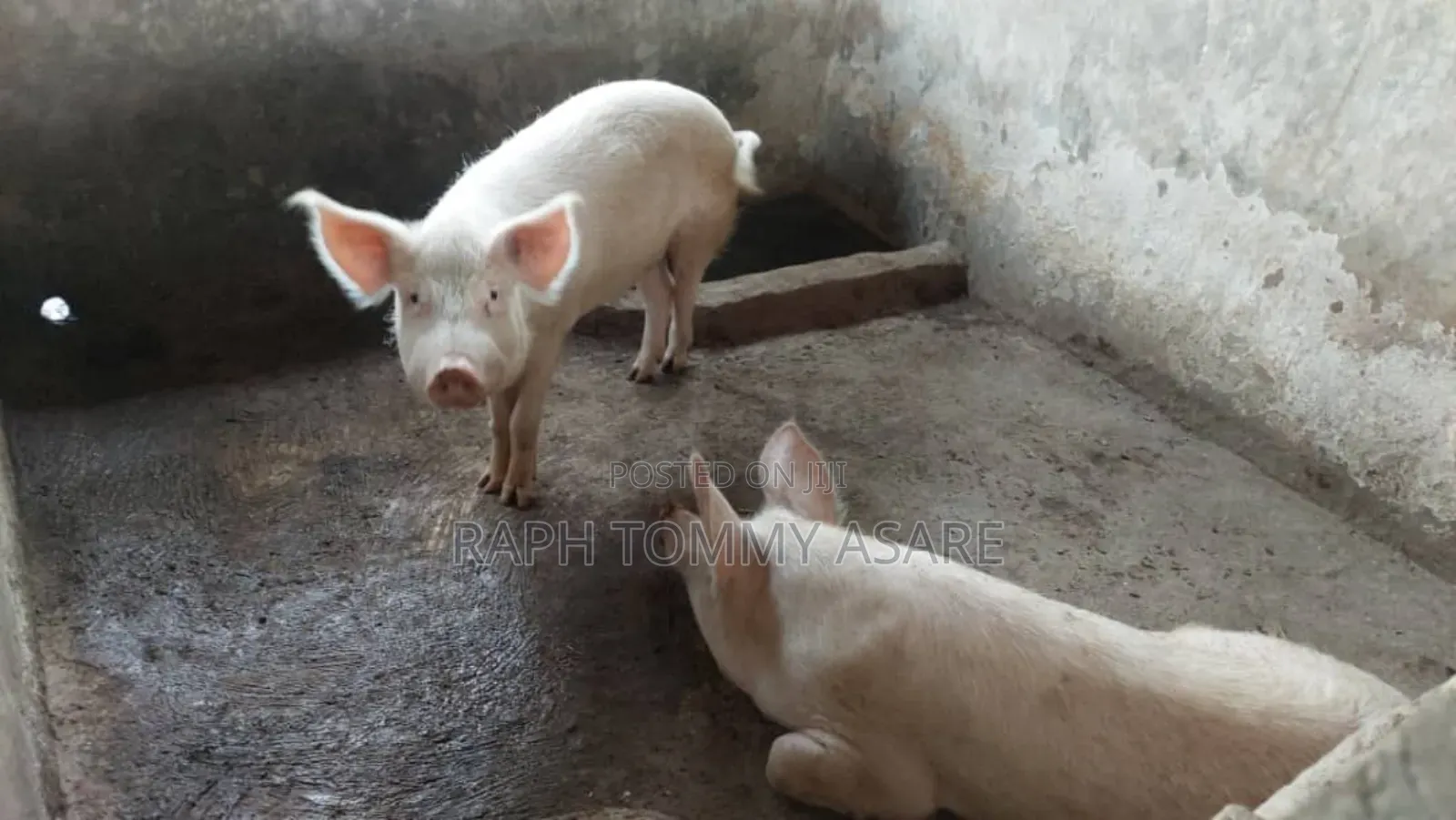 3plots of Land, 38pigs, 10rooms of Pig Structure, 1bed Room