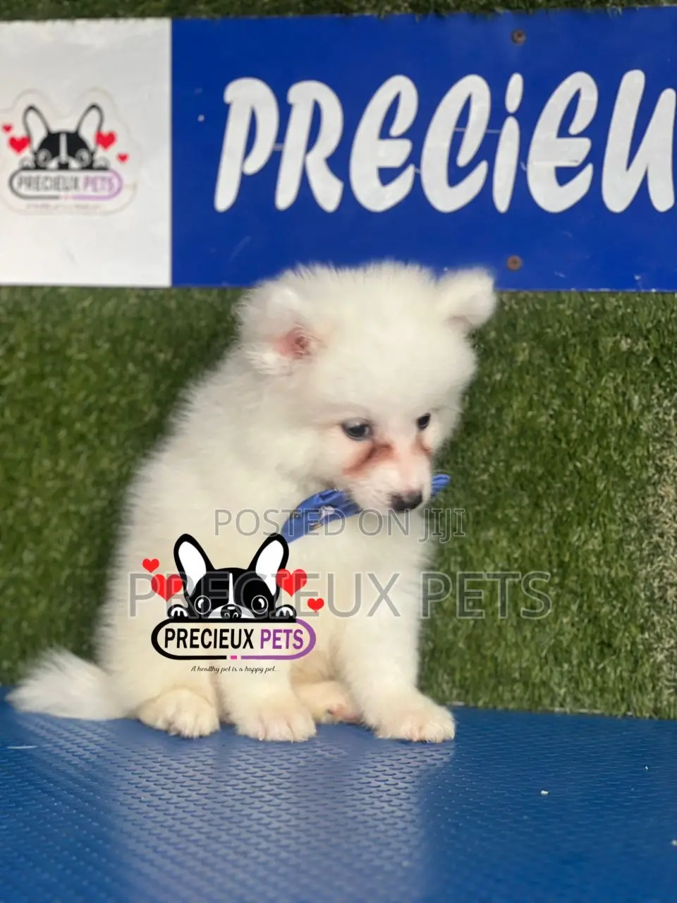 1-3 months Female Purebred American Eskimo
