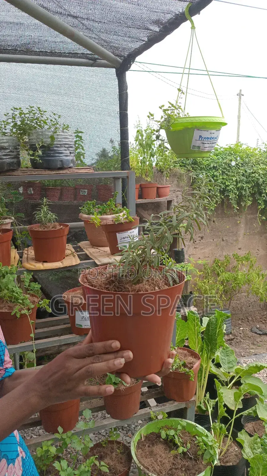 Potted Rosemary Plant