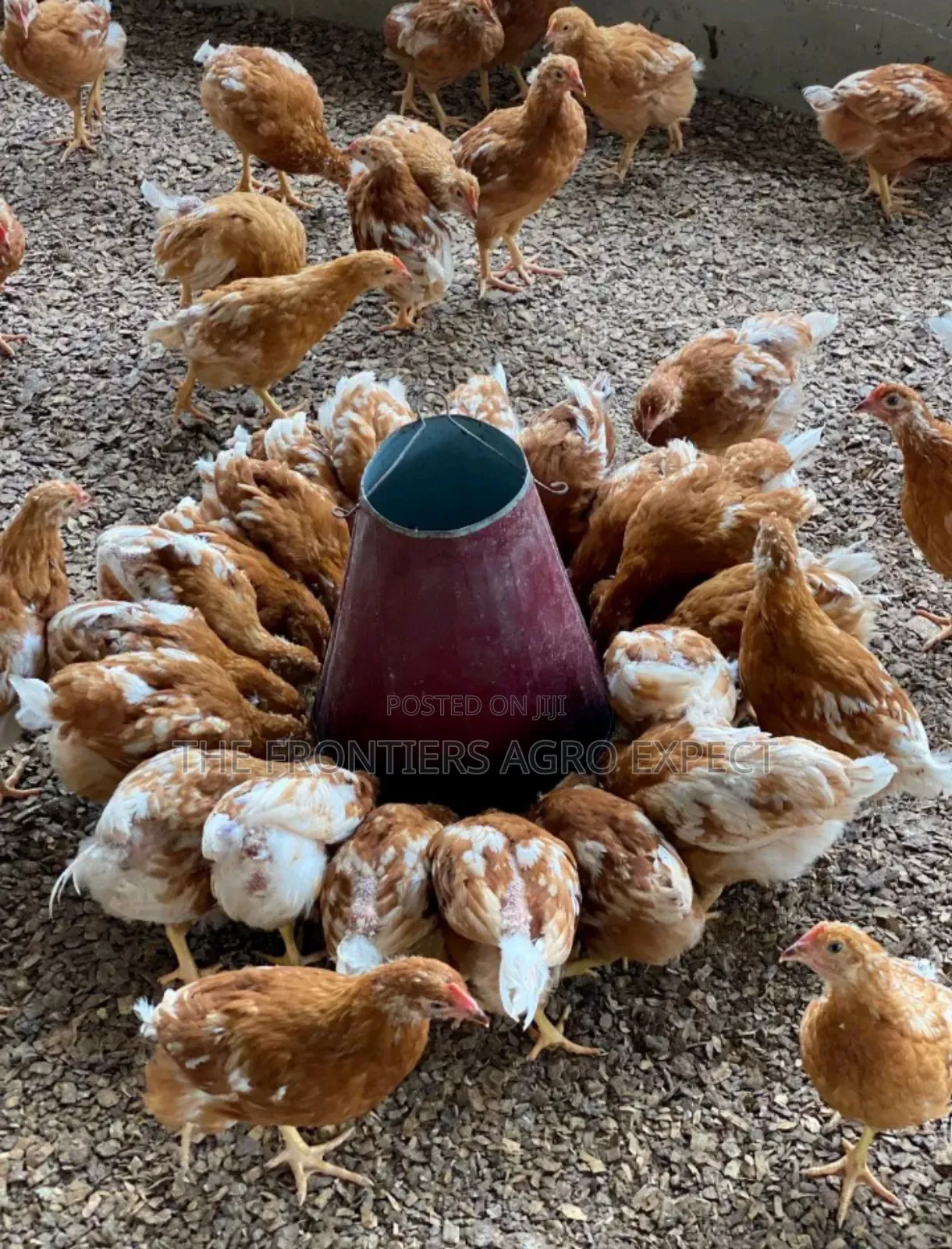 Poultry Coop Construction