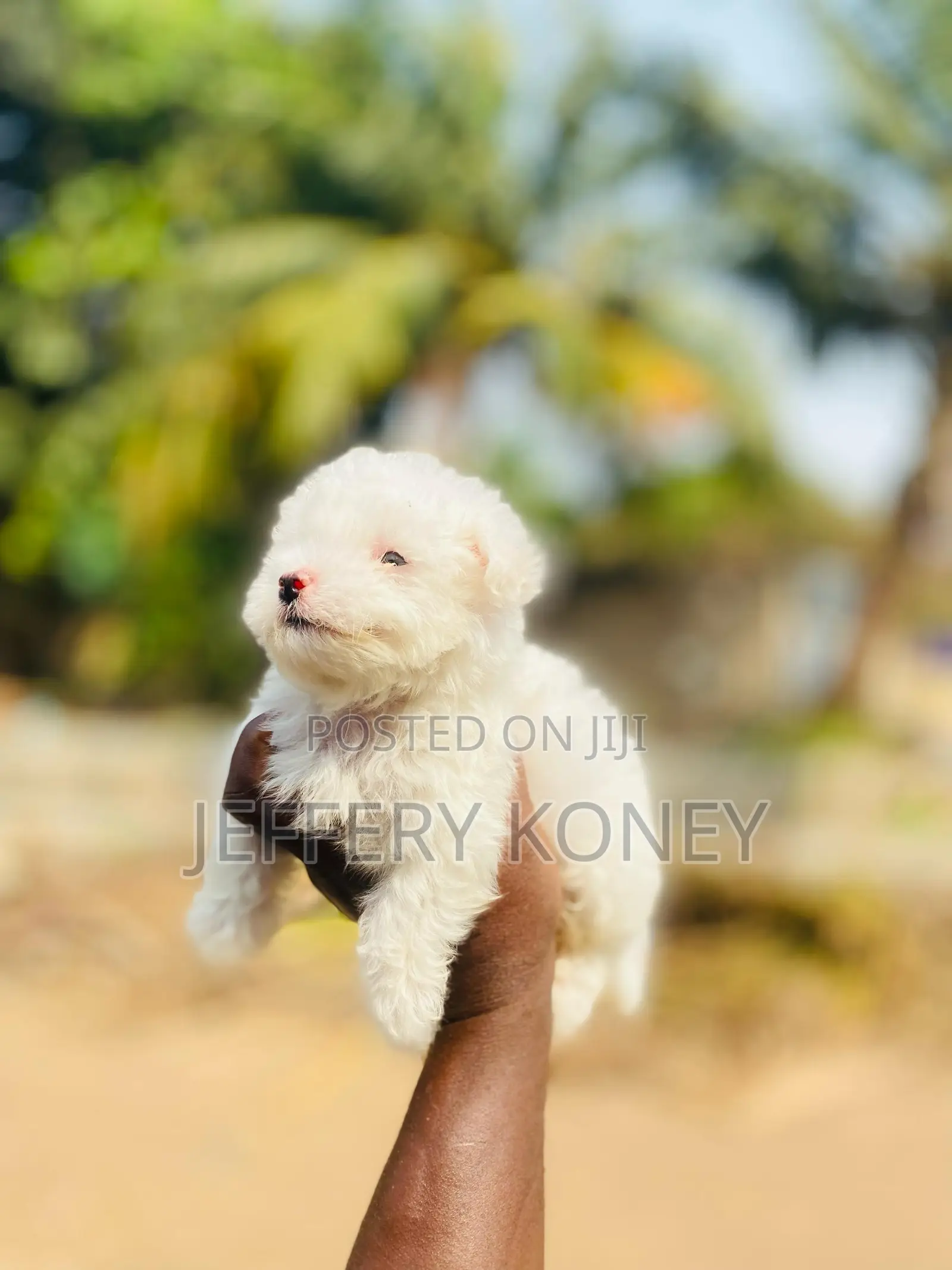 1-3 months Male Purebred Maltese