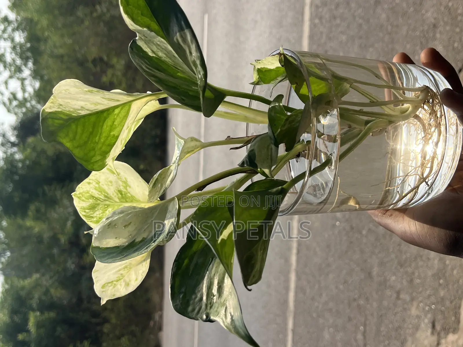 Money Plant in Water for Sale