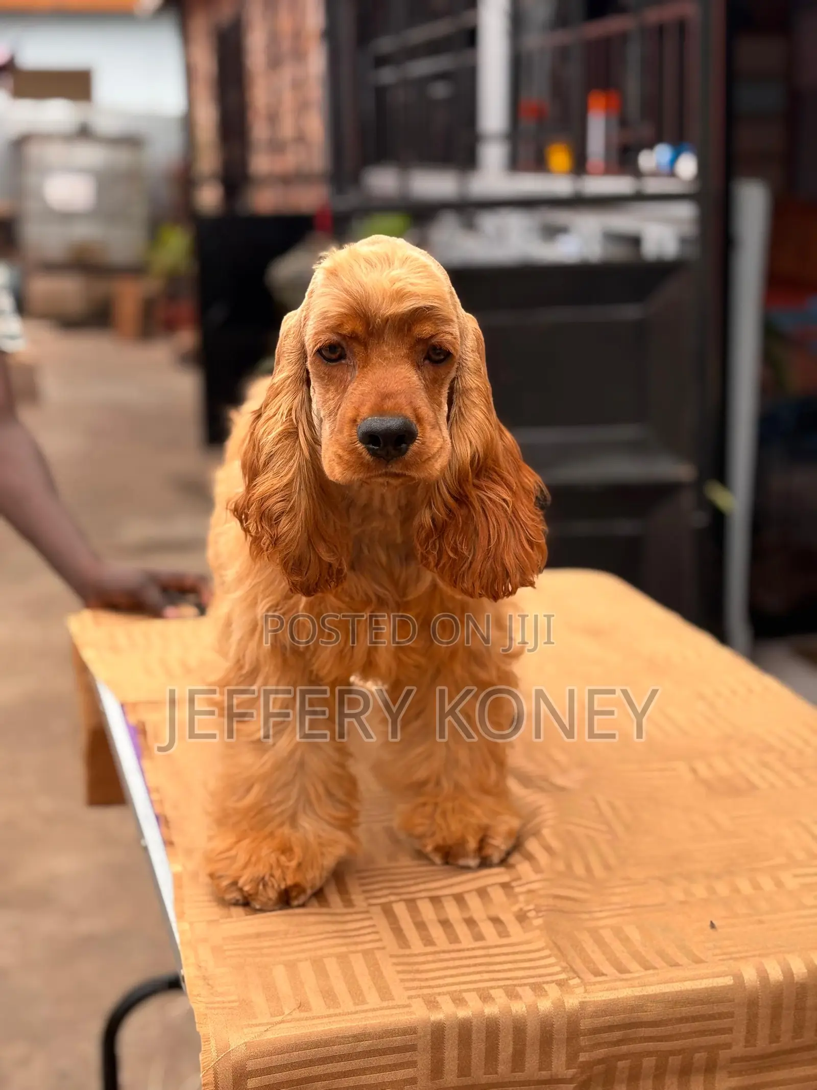 3-6 months Male Purebred Cocker Spaniel