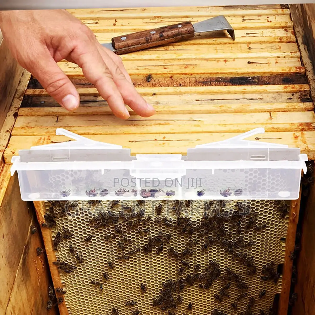Small Hive Beetle Trap
