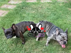 French Bulldog Crossing/Stud