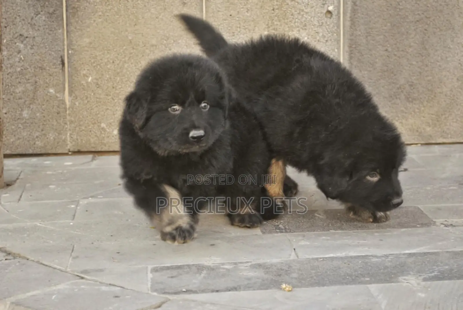 1-3 months Male Purebred German Shepherd