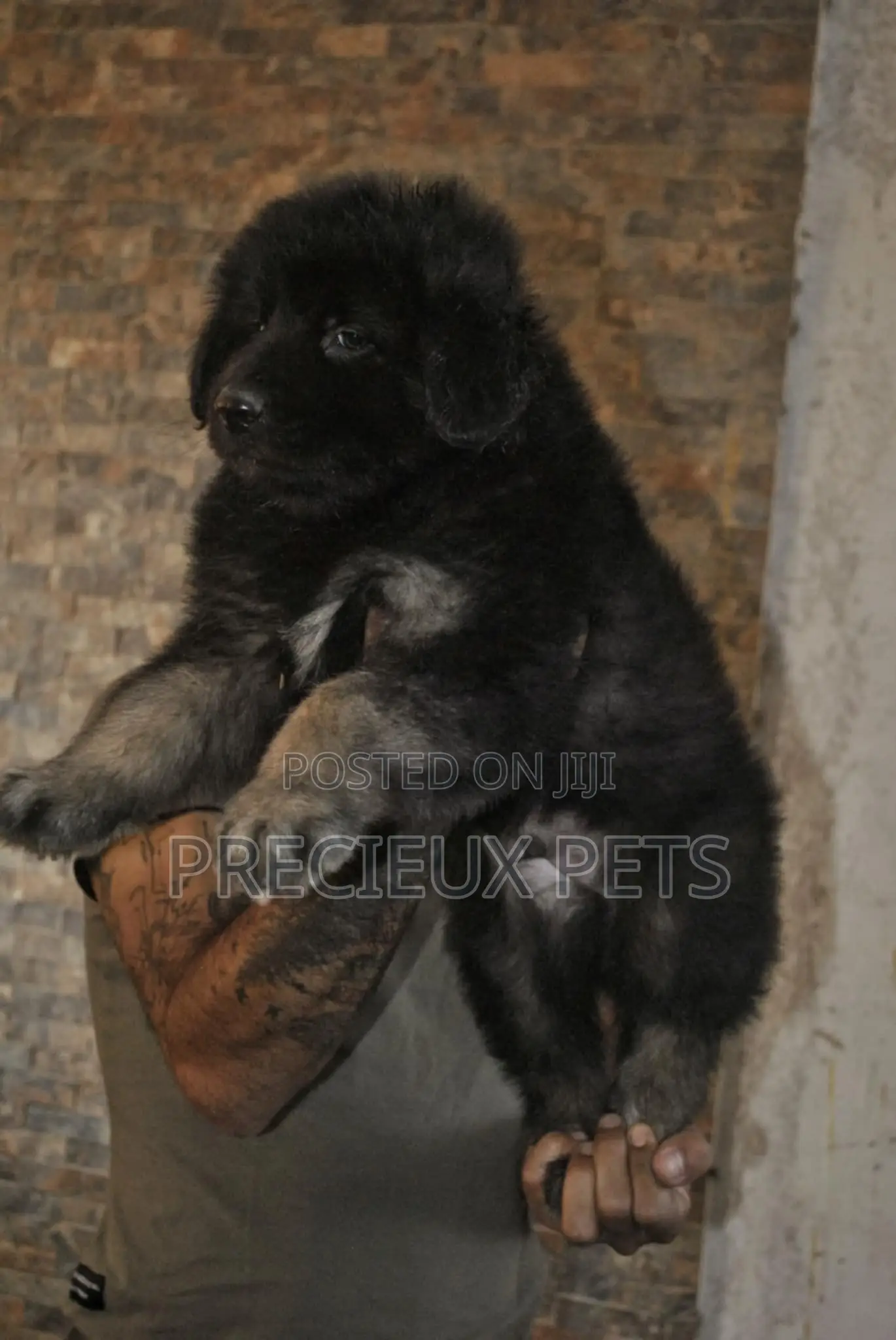 1-3 months Male Purebred German Shepherd