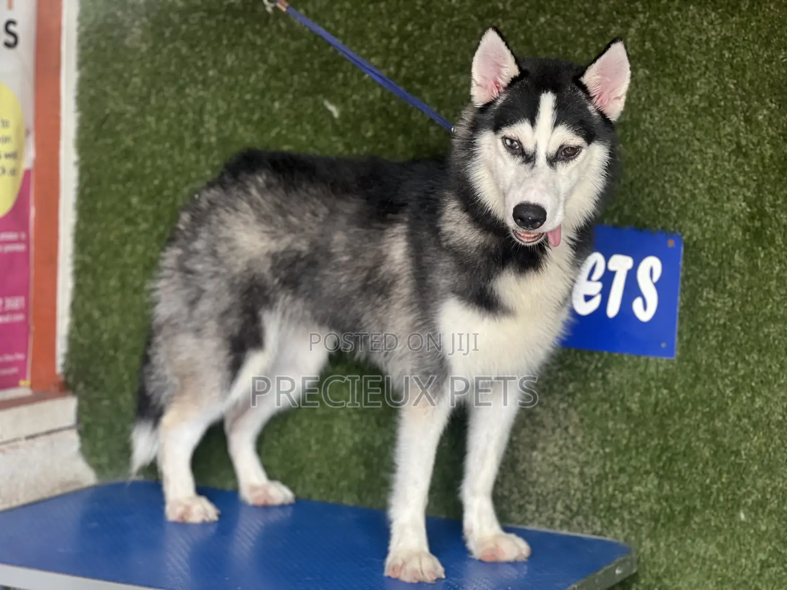 6-12 months Female Purebred Siberian Husky