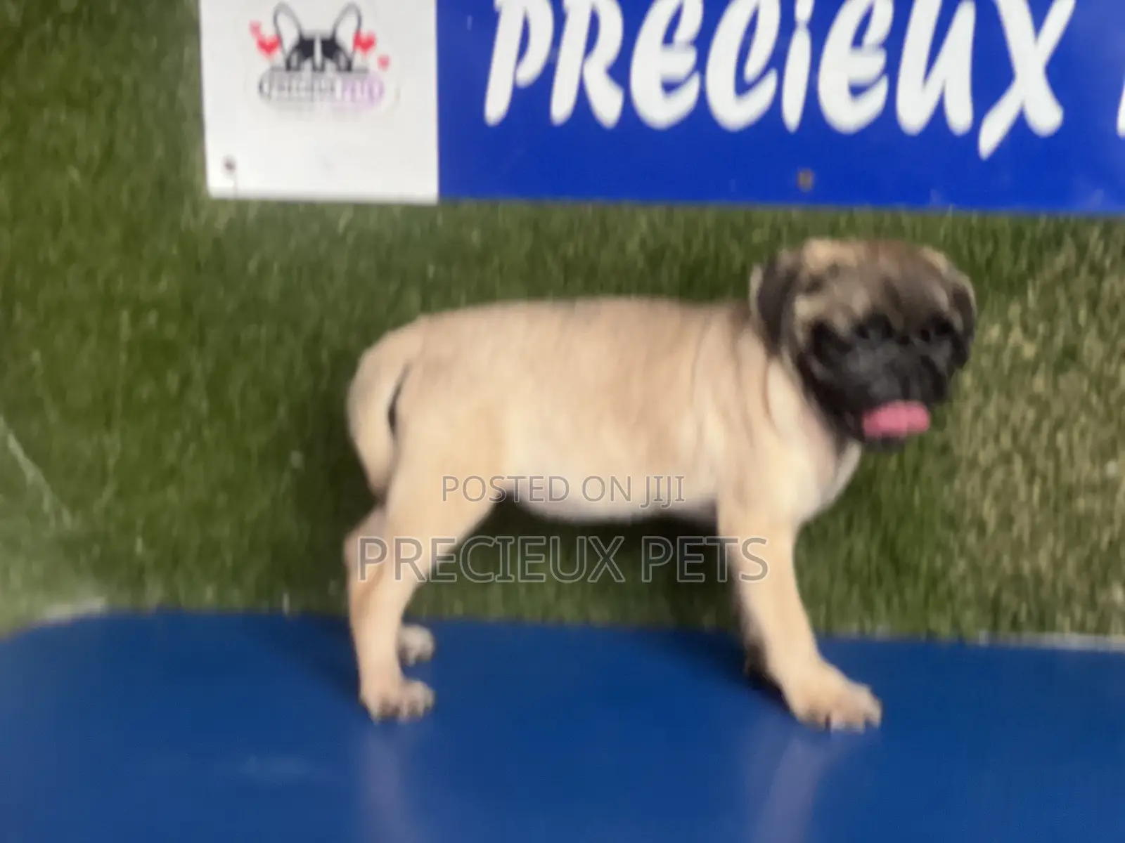 1-3 months Female Purebred Pug