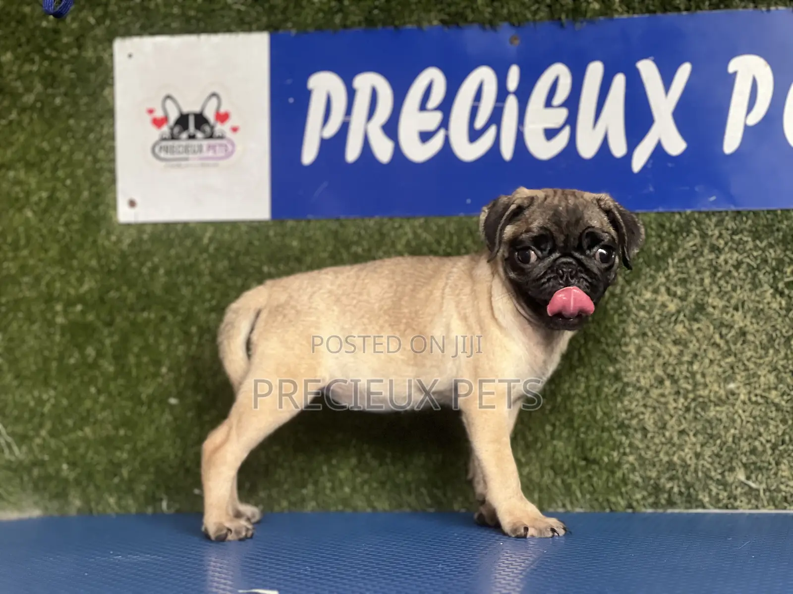 1-3 months Female Purebred Pug