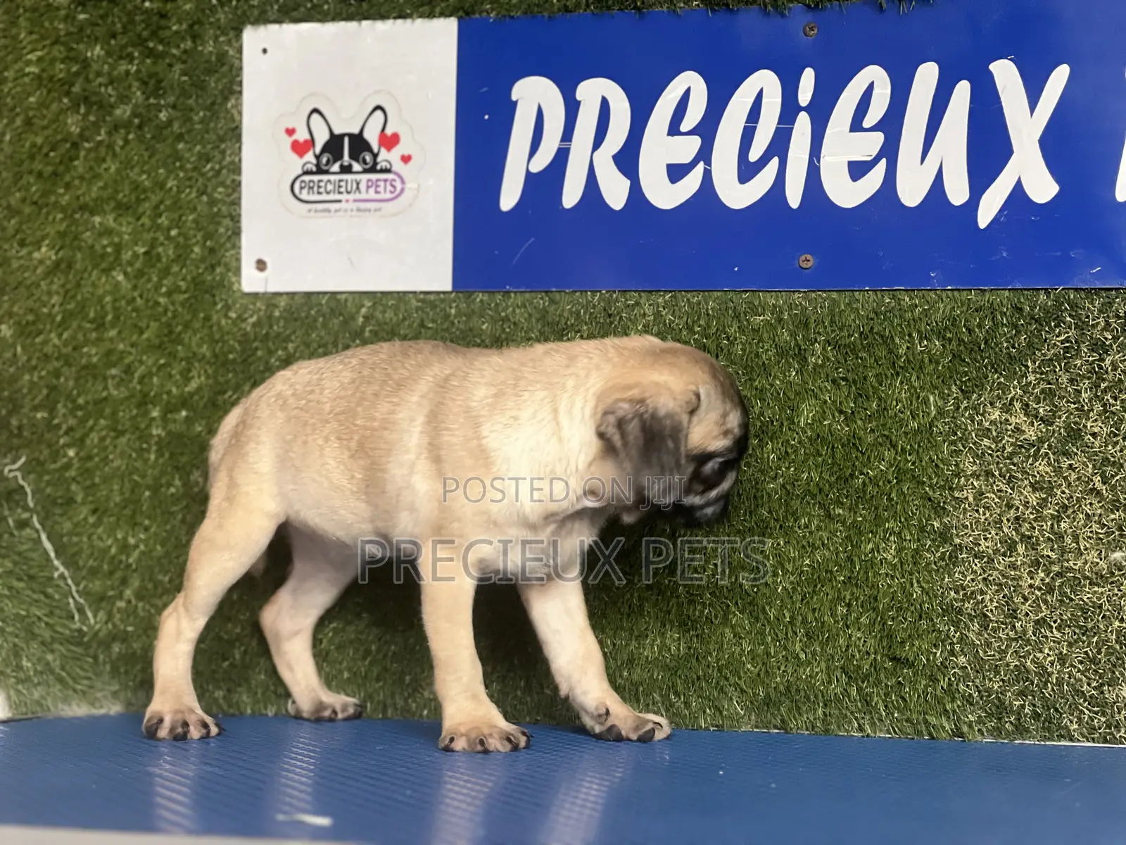 1-3 months Female Purebred Pug