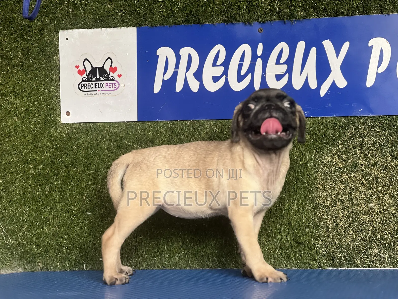 1-3 months Female Purebred Pug