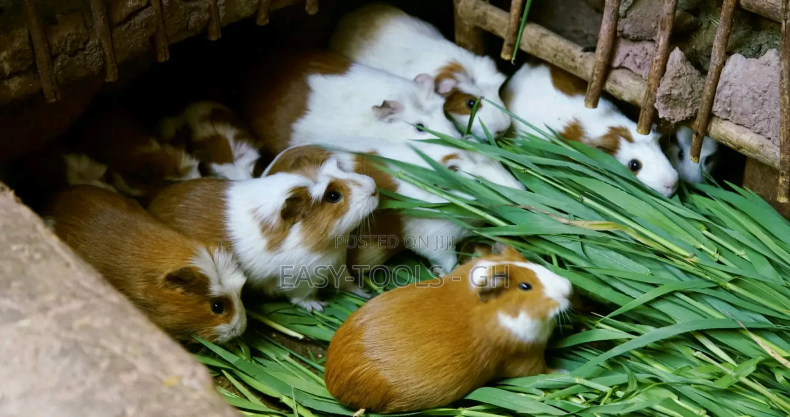 Foreign Guinea Pigs (READ DESCRIPTION PLEASE )