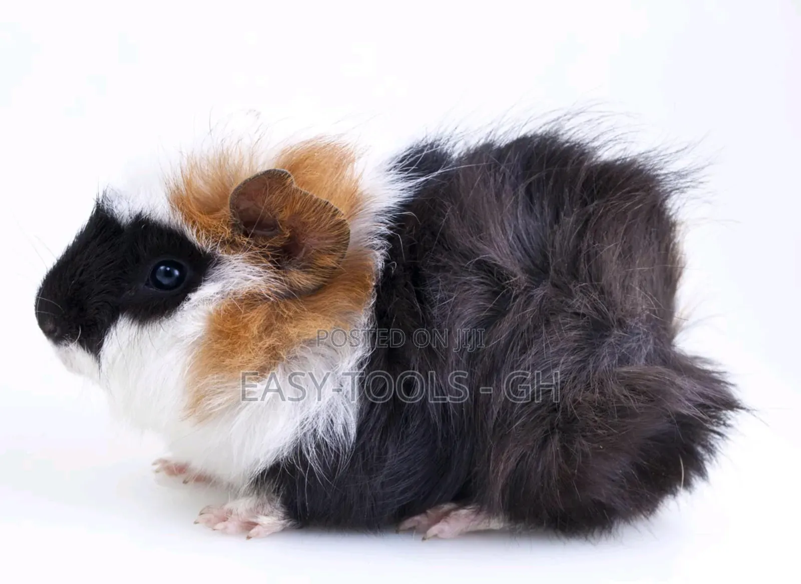 Foreign Guinea Pigs (READ DESCRIPTION PLEASE )