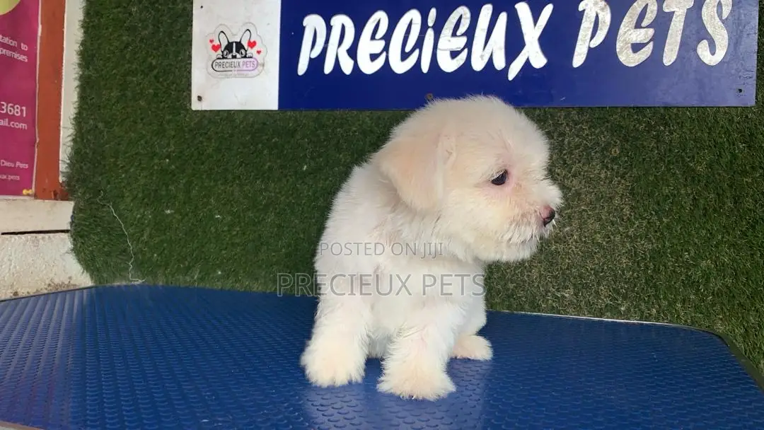 1-3 months Male Purebred Maltipoo